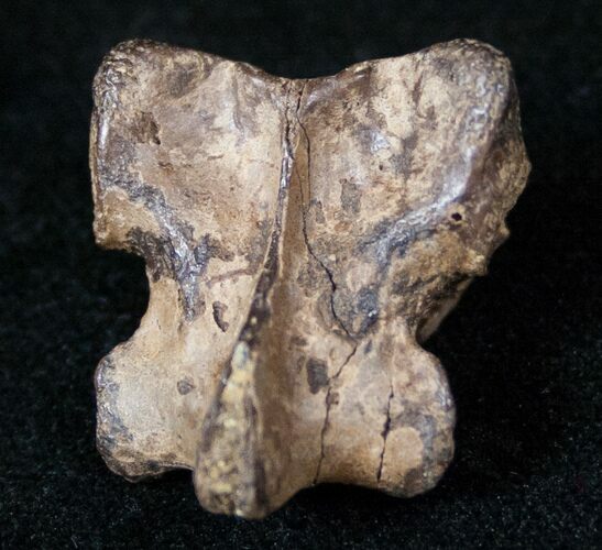 Unidentified Theropod Cervical Vertebrae #12809